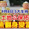 9月8日，土地公保佑，鹹魚翻身變富豪的5生肖