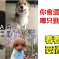 心理測試：你會選擇哪只動物做寵物，看看你的愛情運勢