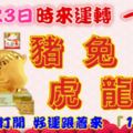 11月23日時來運轉一路發，豬兔雞虎龍狗，88秒內打開，好運跟著來『16888』