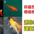 趣味測試：你最想養下面哪條鯉魚？測你最近的運氣如何？