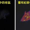 鷹眼超犯規！科學家模擬「動物眼中的世界」蜜蜂眼中的花看起來太好吃