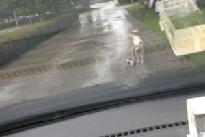 員警開車時突然遇到「白色浪浪肉身擋路」，一看到牠旁邊的小東西後…立馬下車！