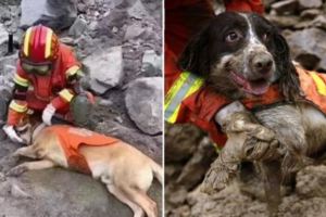 實拍四川九寨溝地震的搜救犬，為了救人它們指甲都撓出了血！