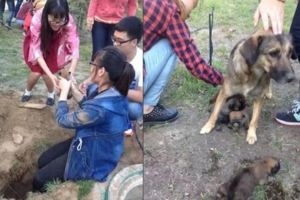 浪浪闖入校園，5幼犬遭警衛活埋！狗媽尖叫引注意，學生合力營救小生命！