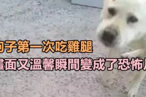 狗子第一次吃雞腿，畫面又溫馨瞬間變成了恐怖片