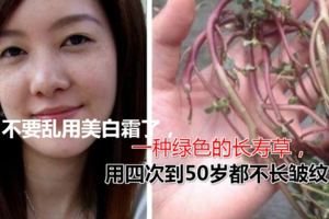 不要亂用美白霜了，一種綠色的長壽草，用四次到50歲都不長皺紋