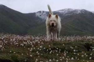 西方犬入侵中國之後，中國人紛紛拋棄了守護家門的中華田園犬