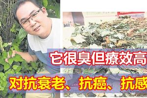 它很臭但療效高魚腥草是寶不是草對抗衰老、抗癌、抗感染都具有不錯的效果