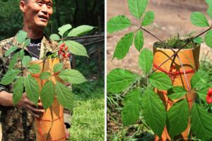 原來采人參還有這麼多講究，尋訪神秘采參人，走進吉林長白山