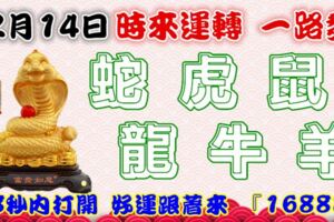 12月14日時來運轉一路發，蛇虎鼠龍牛羊，88秒內打開，好運跟著來『16888』