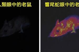 鷹眼超犯規！科學家模擬「動物眼中的世界」蜜蜂眼中的花看起來太好吃