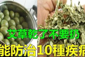 艾葉乾了別丟能緩解10幾種疾病