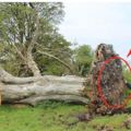 樹齡215歲的百年樺樹被連根拔起，沒想到樹根下竟埋藏了一個「近千年的秘密」……