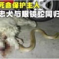 死命保護主人忠犬與眼鏡蛇同歸於盡!