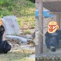 動物園猩猩居然是工讀生扮演，網友：這是到底是什麼神操作阿?