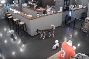 寵物店哈士奇突然發怒咬死小型犬，小型犬主人居然還被起訴！
