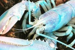 捕獲機率十分小！加拿大漁民捕獲夢幻「粉藍龍蝦」一夕爆紅