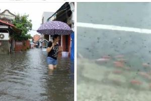 鹿港暴雨老街變小溪「魚群揪團閒逛」　知名老店「天花板下瀑布」氣象局：這只是一開始