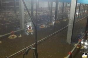大雨狂灌「淹到小腿肚」彰化2萬隻雞死光光！192萬全沒了