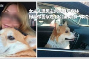 女主人遭男友殺害藏屍森林柯基帶警察走10公裡找到屍體助破案