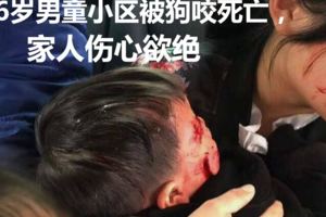 6歲男童小區被狗咬死亡，家人傷心欲絕，狗主人和物業被判賠78萬