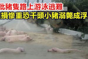大批豬隻路上游泳逃難農損慘重恐千頭小豬溺斃成浮屍