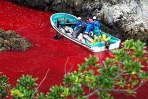 血色海灣再現：日本獵海豚傳統的生態悲歌