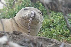 夏威夷僧海豹總是掛著一條「鰻魚鼻涕」，背後故事超蠢萌...網友力挺，好好保護，別讓牠們絕種了！