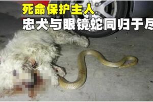 死命保護主人忠犬與眼鏡蛇同歸於盡!