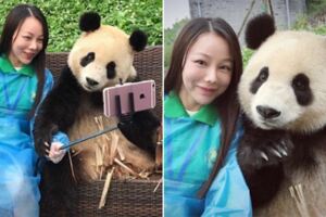 大熊貓看到鏡頭「自動45度仰角」　擺手手賣萌：我這樣拍比較Q～