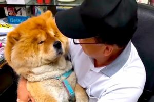 把狗狗「當孩子寵」並沒有錯　實驗證明：牠們覺得你是親生爸媽