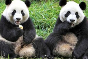 陸贈貓熊是統戰？ 陳菊時期高雄壽山動物園曾向陸爭取貓熊 並成功引進一對白老虎