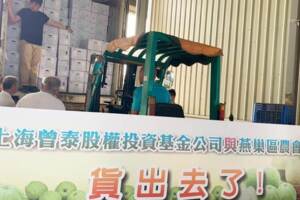 芭樂又賣出380噸 高雄農民開心深夜裝箱
