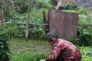「去兒子家送菜，兒媳親自下廚，嘗一口紅燒肉，隔天我不告而別」