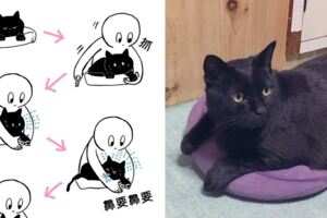 喵皇不想剪指甲「急到舔奴才」鬧彆扭　網友倒一片：別人家的貓連反抗都萌❤