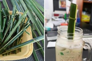 又美又環保！國外推「椰子葉吸管」　製作不到2分鐘就能救地球
