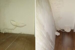房間長神秘白菇！她崩潰才過8小時「大到像檯燈」想退租　網驚呼：「放著不管會很可怕」