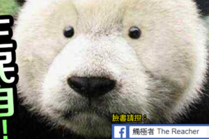 社論》貿易報復？租約到期？ 中國召回美國動物園大熊貓
