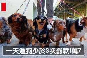 離婚也要爭寵物監護權！　10個各國最特別的「愛護動物法規」