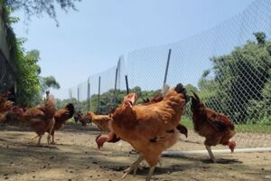 友善對待石虎 養禽戶拍到照片縣府將發首獎金