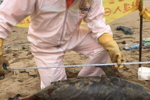 馬祖又見死亡露脊鼠海豚 全球僅剩1千隻