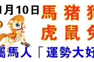 11月10日生肖運勢_馬、豬、狗大吉