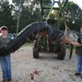 他們花了10個小時終於抓到這隻「史上最大兇猛鱷魚」，沒想到剖開肚子一看……眼珠都掉下來了！