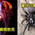 5種世界上毒性最猛的危險生物，#2藍環章魚#4箱型水母，被#3巴勒斯坦黃蠍輕輕刺一下就會「瞬間呼吸困難」心臟衰竭而死