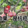 這種「生命果」是抗癌先鋒，一個水桶就能種出來，陽台盆栽超容易！