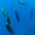 水下攝影師發現一群抹香鯨突然停止遊動，「集體秒睡罕見睡姿」把網友萌翻！
