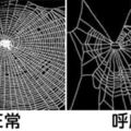 科學家讓蜘蛛「吸不同毒品」再開始織網，結果吃完安眠藥之後的網子...