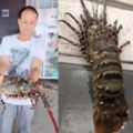 漁民捕獲長達1.4公尺的「神級龍蝦」價值450萬，但才過5天而已就悲劇了！