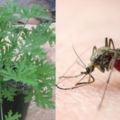 這些植物能驅蚊！只要擺在家裡或室外，蚊子自動消失光光...