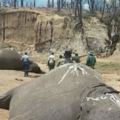 一夜之間22隻國家公園裡的大象遭斬首卻不取象牙，調查之後發現的「真相」讓大家超怒！
